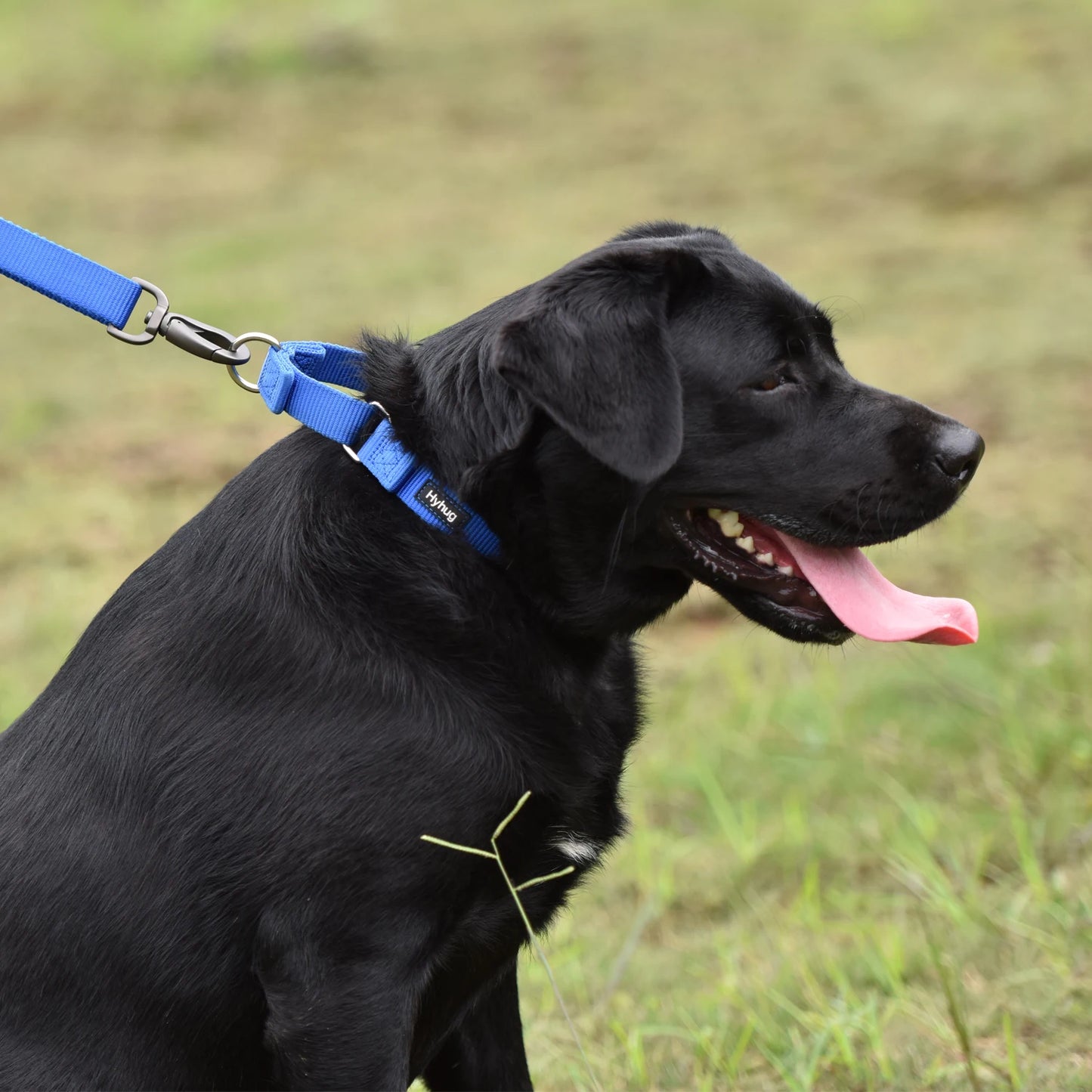 Nylon  Adjustable Martingale Dog Collar